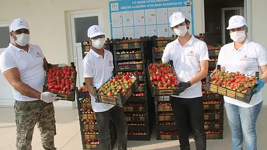 Vali Hanım Çileği 20 Milyon TL Girdi Sağlayacak