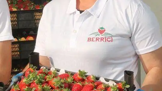 Vali Hanım Çileği 20 Milyon TL Girdi Sağlayacak