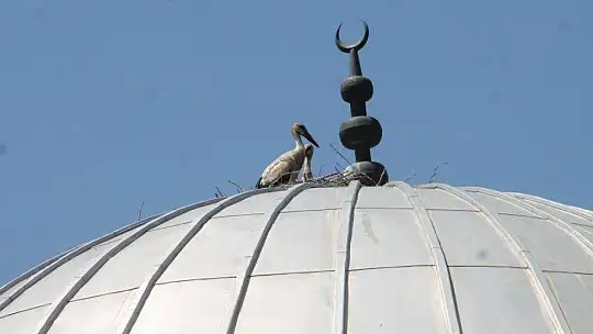 10 yıldır aynı camiye yuva yapıyorlar