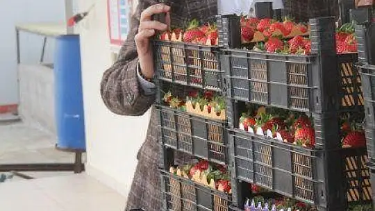 Vali Hanım Çileği 20 Milyon TL Girdi Sağlayacak