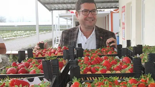 Vali Hanım Çileği 20 Milyon TL Girdi Sağlayacak