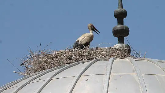 10 yıldır aynı camiye yuva yapıyorlar