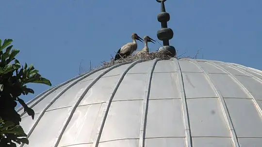 10 yıldır aynı camiye yuva yapıyorlar