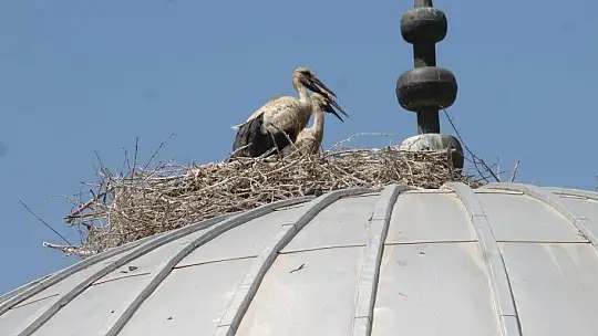 10 yıldır aynı camiye yuva yapıyorlar