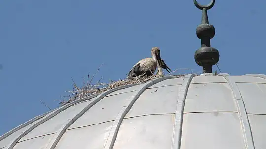 10 yıldır aynı camiye yuva yapıyorlar