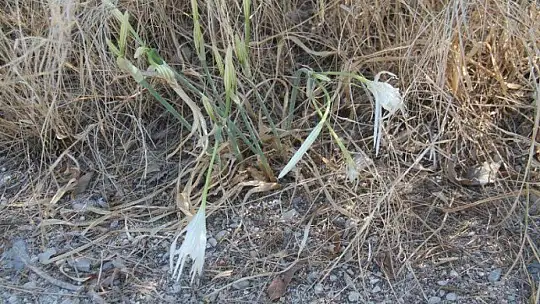 Koruma altında bulunan kum zambakları açtı