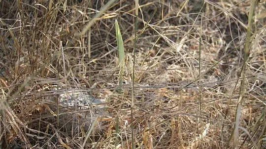 Koruma altında bulunan kum zambakları açtı