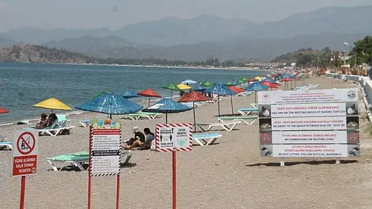 Caretta Caretta Kaplumbağaları'nın Yavru Çıkış Dönemi Başladı