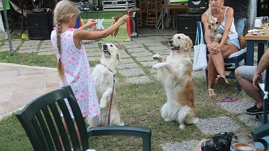 Fethiye'de köpek defilesi yapıldı