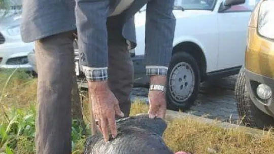 Hindi 250 TL'den Satıldı