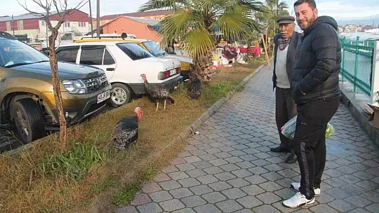 Hindi 250 TL'den Satıldı