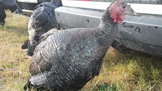 Hindi 250 TL'den Satıldı