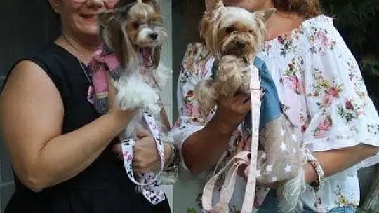 Fethiye'de köpek defilesi yapıldı