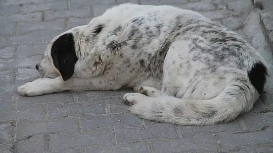 Seydikemer, Böylesine Sessizlik Yaşamadı
