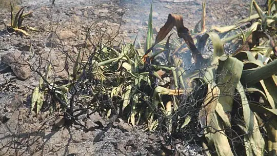 İtfaiye kısa sürede müdahale etti