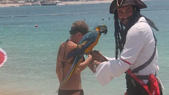 MAHMUT, ÖLÜDENİZ PLAJI'NIN MASKOTU OLDU