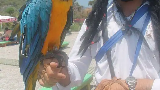 MAHMUT, ÖLÜDENİZ PLAJI'NIN MASKOTU OLDU