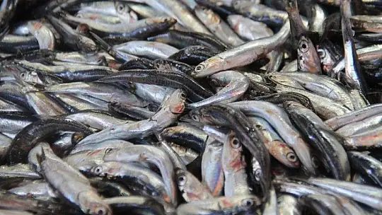 Balık av sezonun açılması ile tezgahlar şenlendi