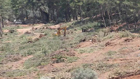 AĞAÇ KATLİAMINA TEPKİ BÜYÜYOR