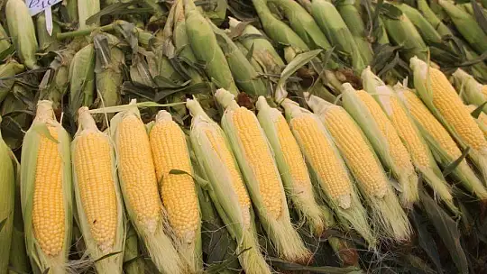 SALI PAZARI'NIN GÖZDESİ MISIR OLDU