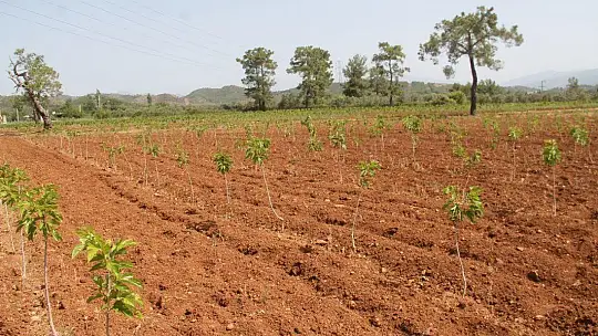 Gürün, 'Çiftçiden alıp, pazarda satmıyoruz'