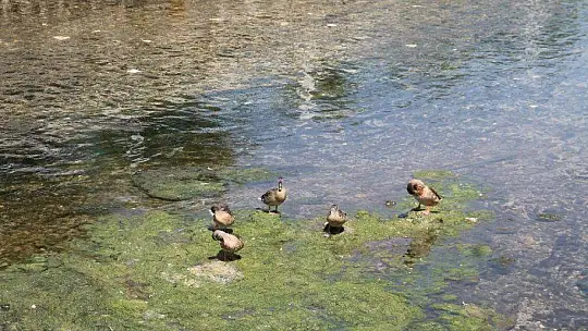 Ördekler kanalı mesken tuttu