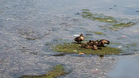 Ördekler kanalı mesken tuttu