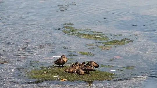Ördekler kanalı mesken tuttu