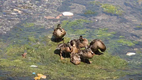 Ördekler kanalı mesken tuttu