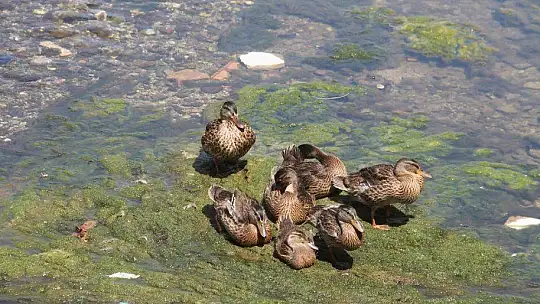 Ördekler kanalı mesken tuttu