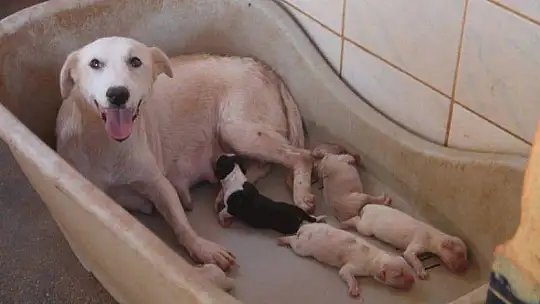 Cangara, 'Hayvan sahiplenirken iki kez düşünelim'