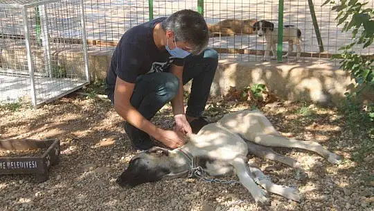 Cangara, 'Hayvan sahiplenirken iki kez düşünelim'