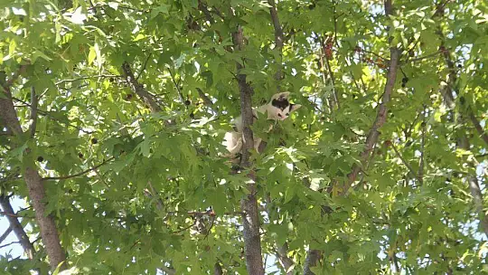 Ağaçta kalan kediyi duyarlı vatandaş kurtardı
