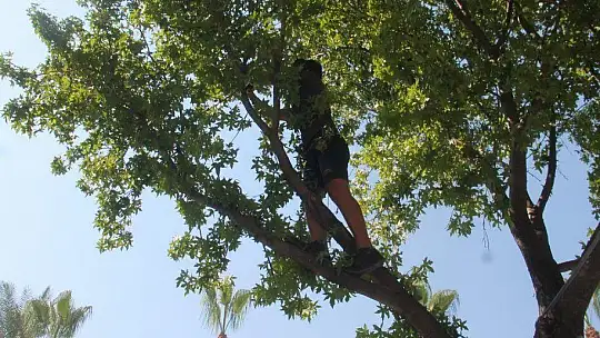 Ağaçta kalan kediyi duyarlı vatandaş kurtardı