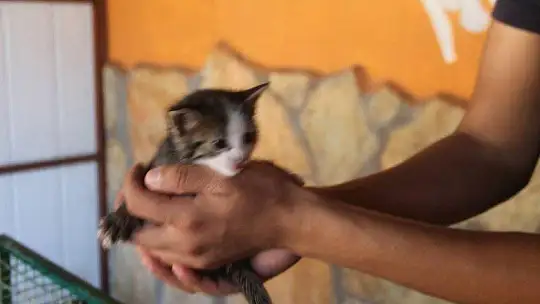 Cangara, 'Hayvan sahiplenirken iki kez düşünelim'