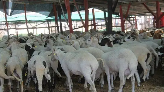 TOKALAŞMA YERİNE ÇAPA SAPIYLA PAZARLIK