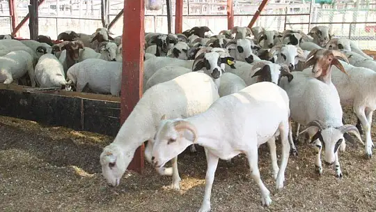 TOKALAŞMA YERİNE ÇAPA SAPIYLA PAZARLIK