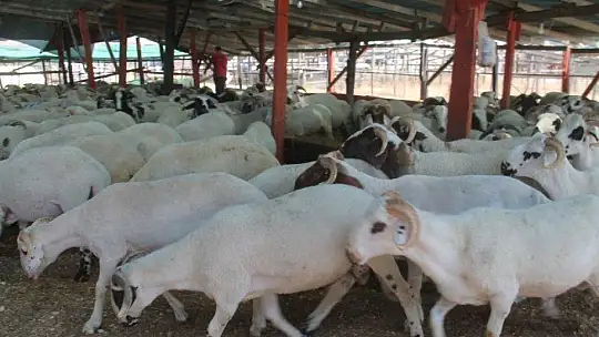 TOKALAŞMA YERİNE ÇAPA SAPIYLA PAZARLIK