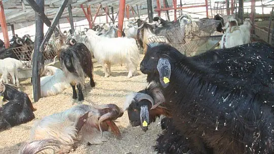 TOKALAŞMA YERİNE ÇAPA SAPIYLA PAZARLIK