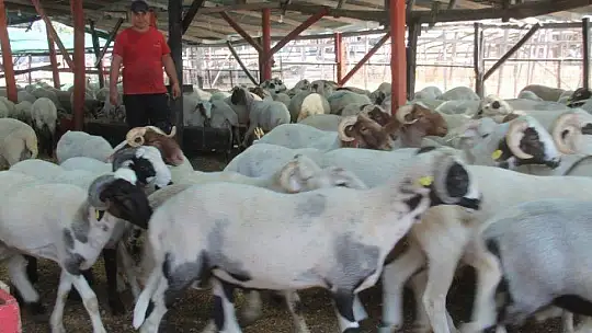 TOKALAŞMA YERİNE ÇAPA SAPIYLA PAZARLIK