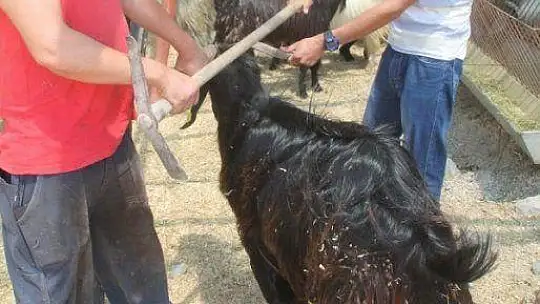 TOKALAŞMA YERİNE ÇAPA SAPIYLA PAZARLIK