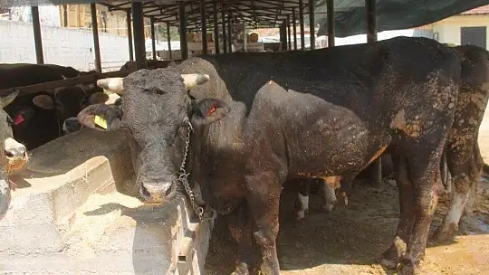 TOKALAŞMA YERİNE ÇAPA SAPIYLA PAZARLIK