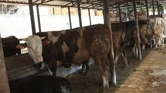 TOKALAŞMA YERİNE ÇAPA SAPIYLA PAZARLIK