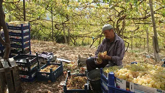 Üzümde masraflar artarken fiyatlar düştü