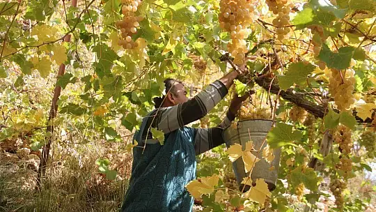 Üzümde masraflar artarken fiyatlar düştü