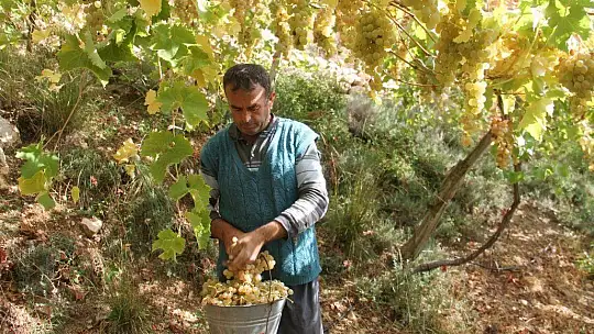 Üzümde masraflar artarken fiyatlar düştü
