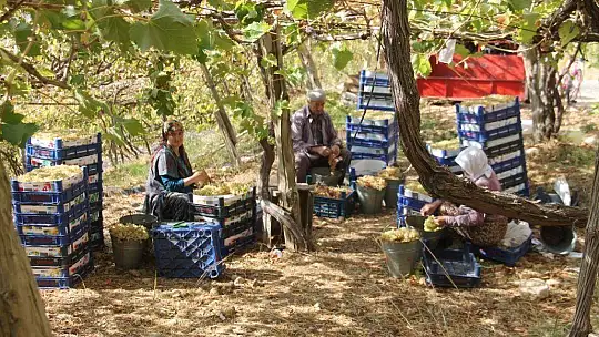 Üzümde masraflar artarken fiyatlar düştü