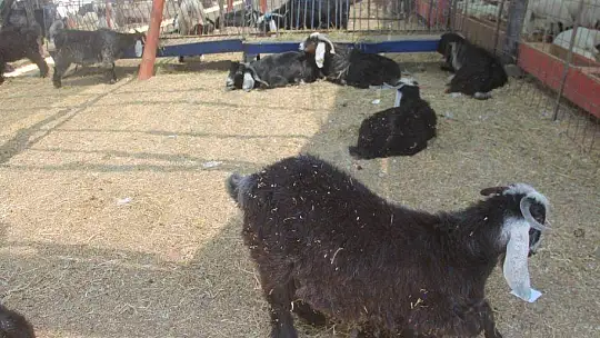 KURBANLIKLARIN ÇOĞU BAYRAMIN 1. GÜNÜ SATILDI