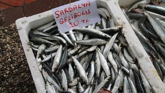 Balık bollaştı, fiyatları düştü