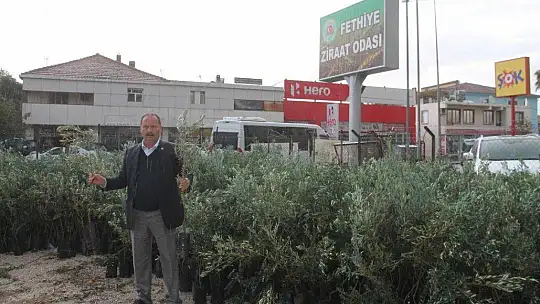 Zeytin fidanları satışa sunuldu